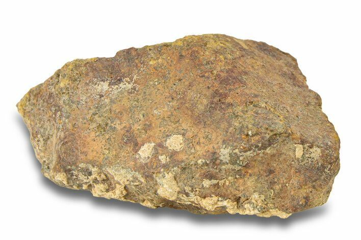 Gold Basin Chondrite Meteorite ( g) - Arizona #282774